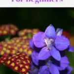 A purple blue Larkspur growing in front of a red yarrow.