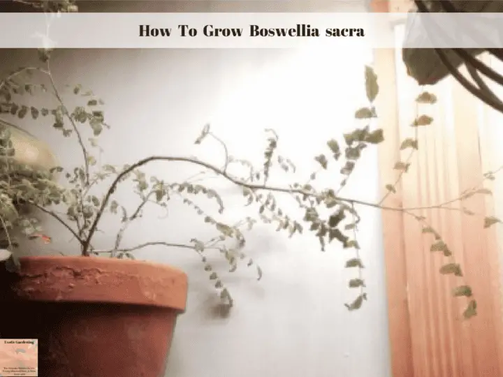 How To Grow Boswellia sacra Exotic Gardening