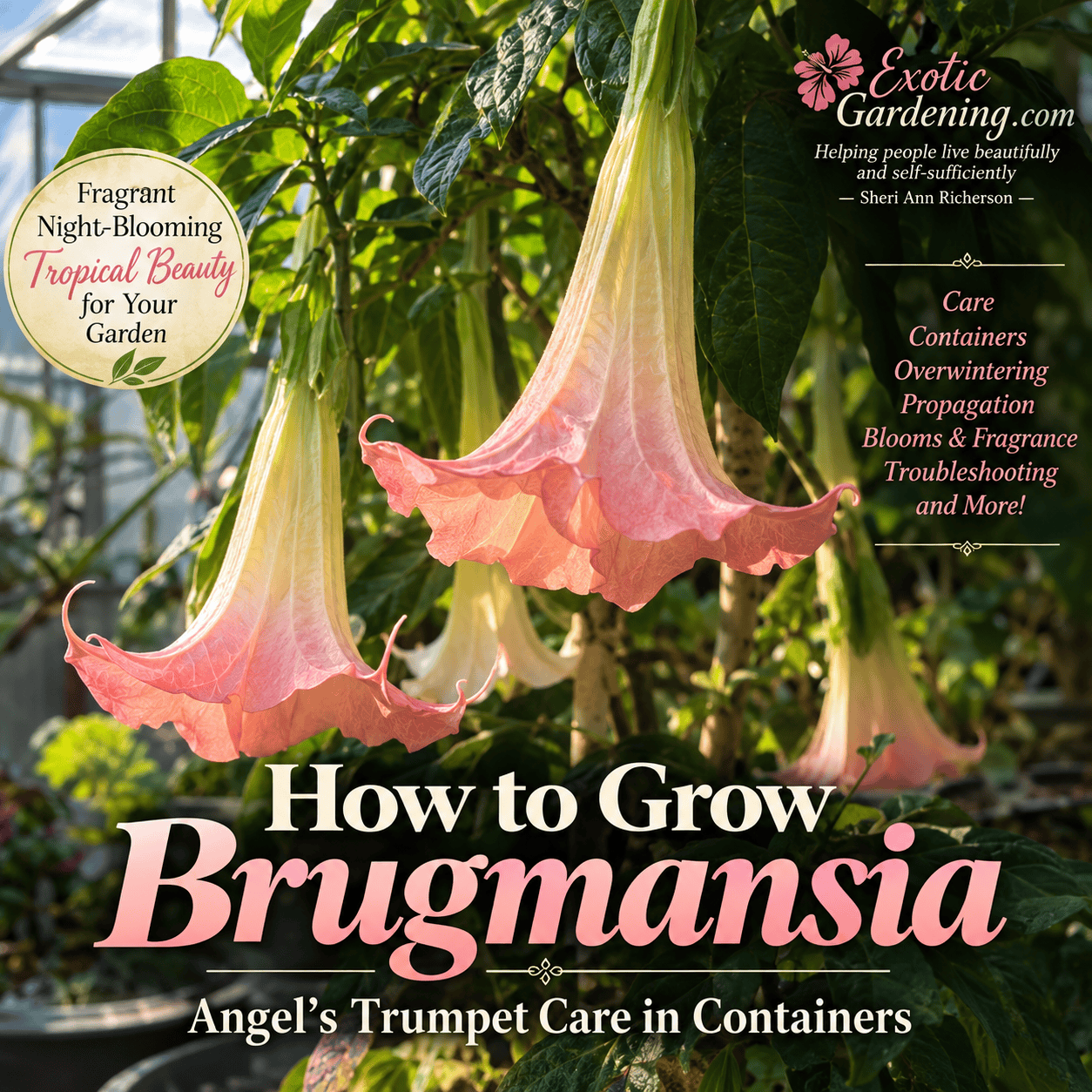 Brugmansia Angel's Trumpet growing in a container with large hanging trumpet-shaped flowers
