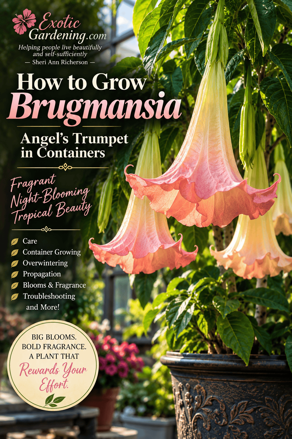 Brugmansia Angel's Trumpet in a pot with hanging tropical flowers