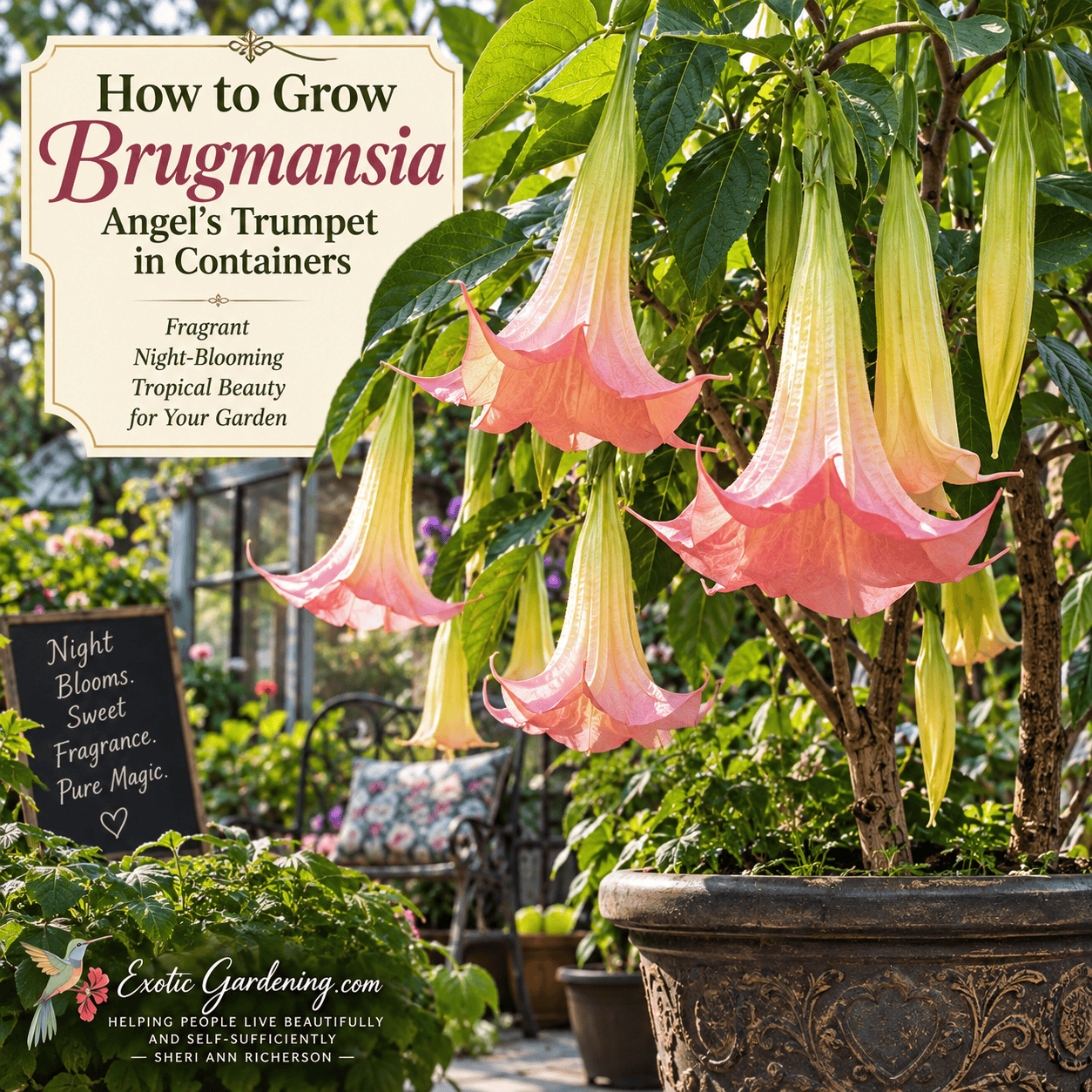 Large potted Brugmansia Angel's Trumpet covered with hanging flowers
