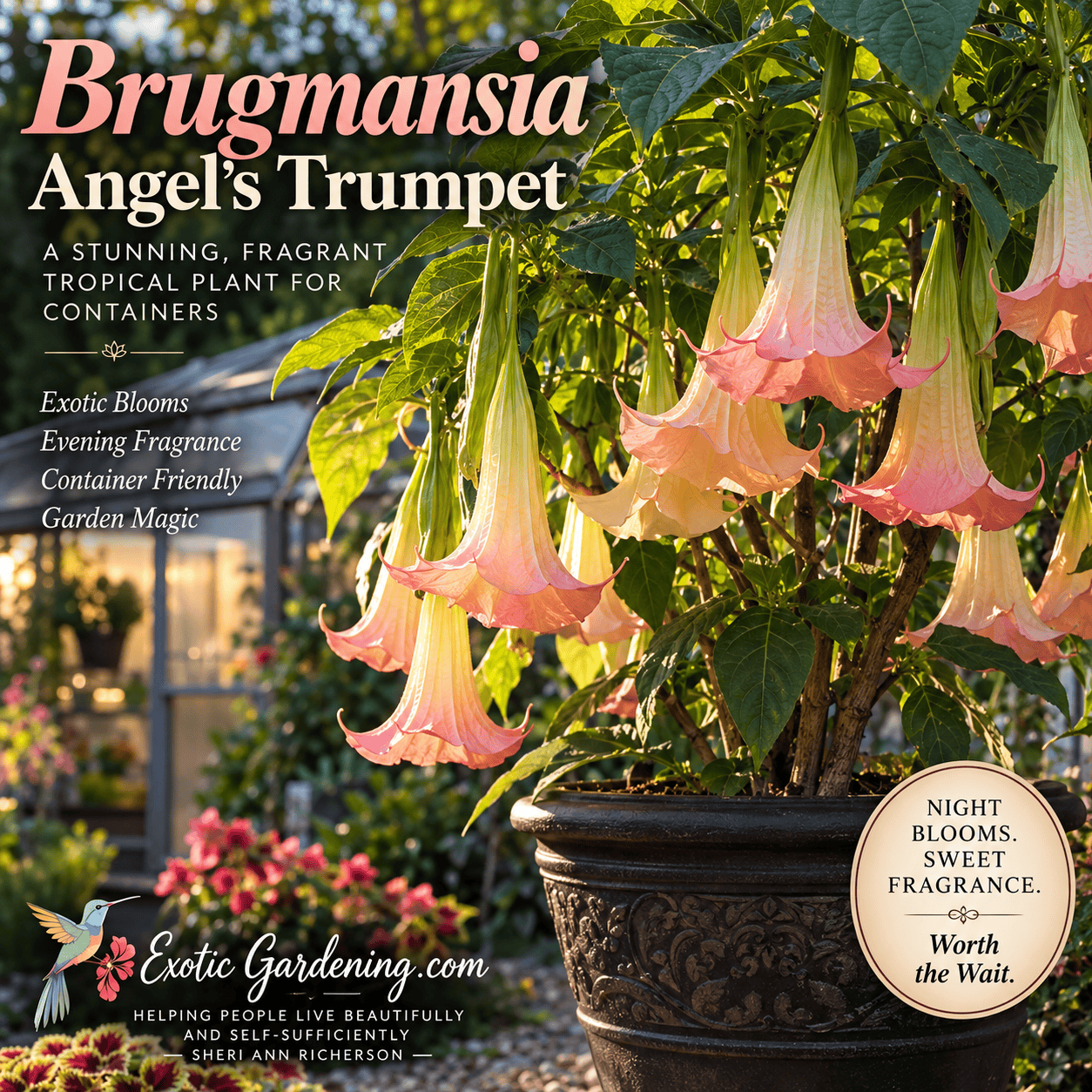Brugmansia Angel's Trumpet flowers hanging at dusk when their fragrance intensifies