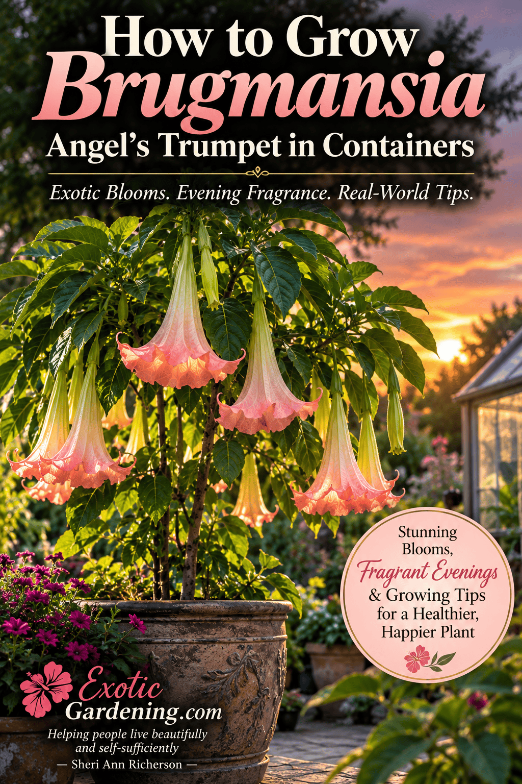 Fragrant Brugmansia Angel's Trumpet flowers opening in the evening