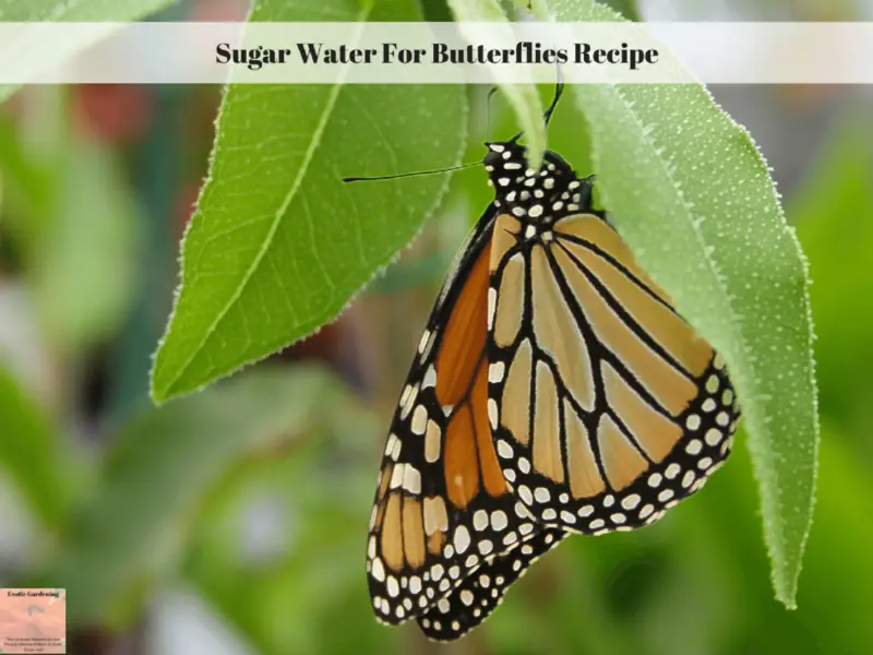 Sugar Water For Butterflies Recipe