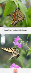 Sugar Water For Butterflies Recipe