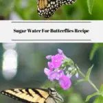 Sugar Water For Butterflies Recipe