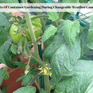 A tomato plant growing in a container.