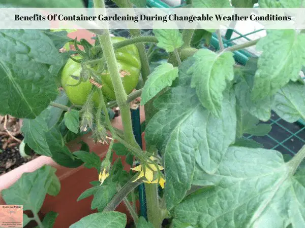 A tomato plant growing in a container.