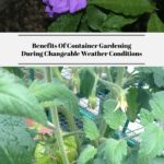 The top photo is a Brunfelsia plant growing in a container. The bottom photo is a tomato grown in a container.