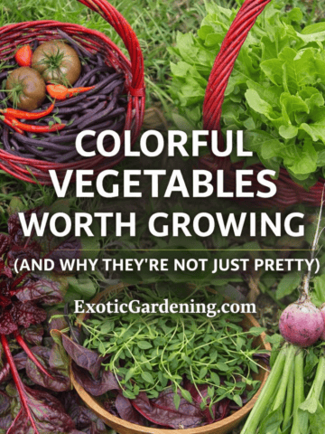Colorful vegetables worth growing including purple beans, heirloom tomatoes, watermelon radishes, and red-stemmed greens in rustic baskets