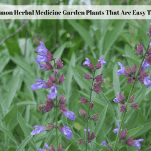 Herb Gardening Tips For Beginners - Exotic Gardening