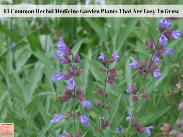 Common garden sage in bloom.