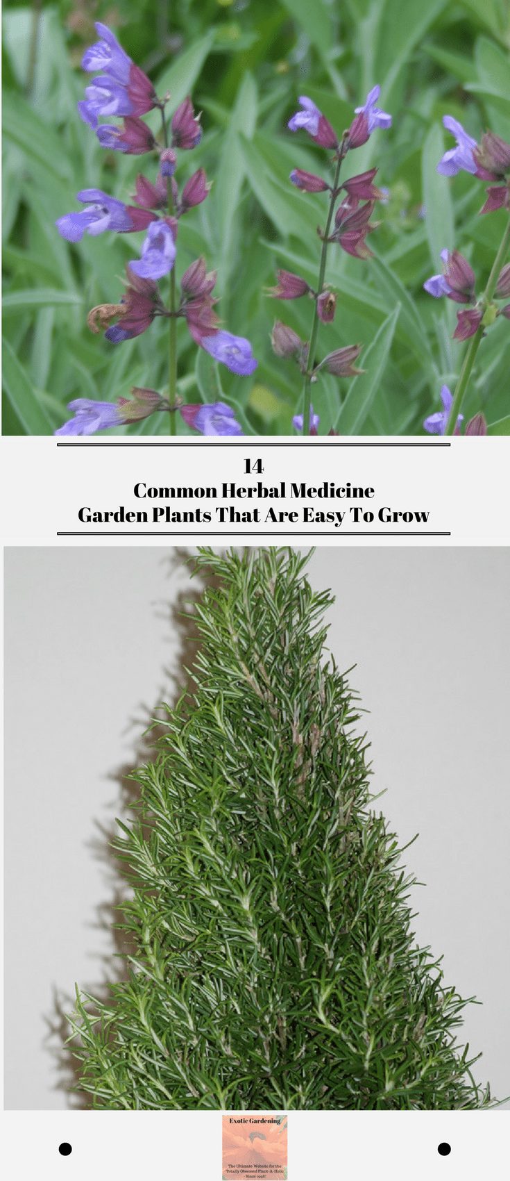The top photo is common garden sage in bloom. The bottom photo is a rosemary plant trimmed into a Christmas tree shape.