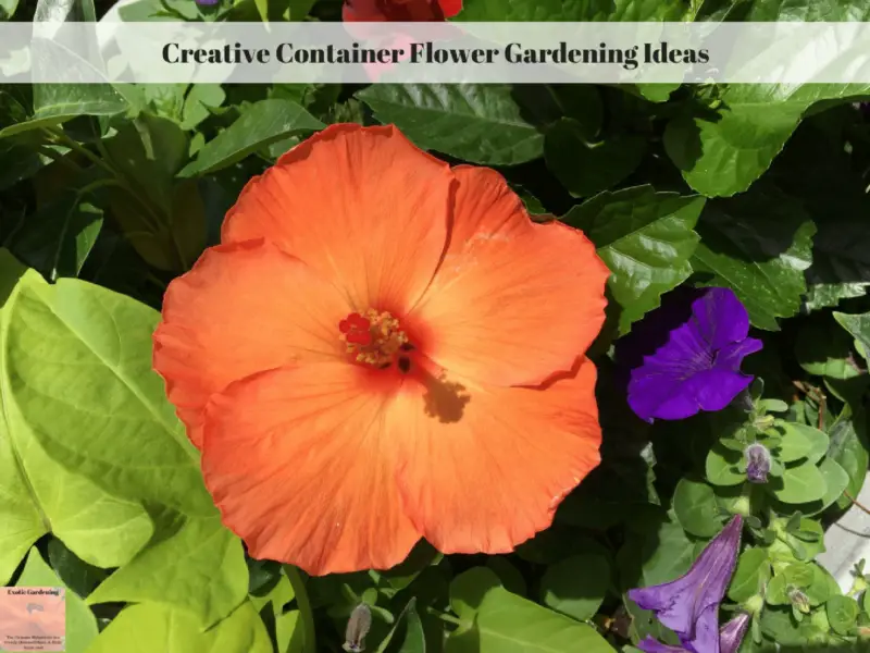 Creative Container Flower Gardening Ideas