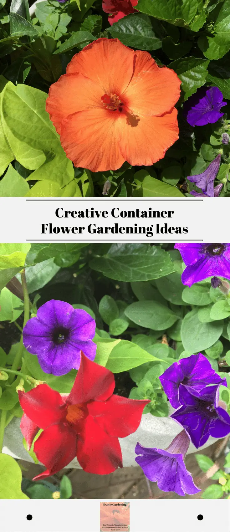Creative Container Flower Gardening Ideas