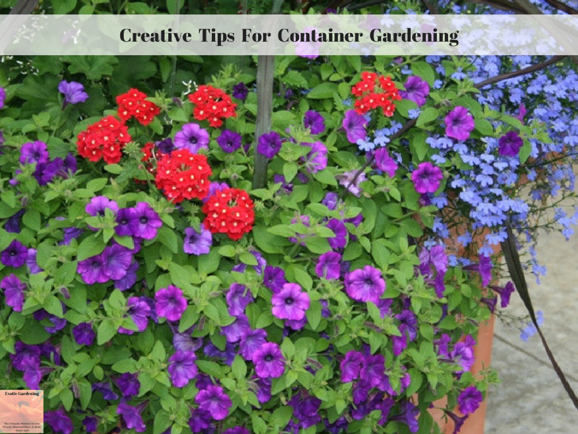 Creative Tips for Container Gardening