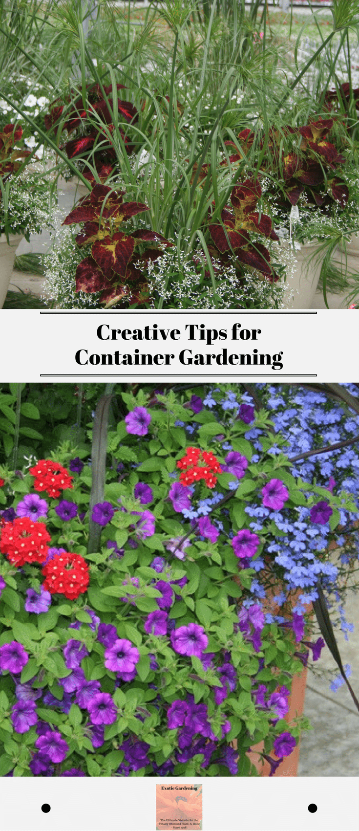 Creative Tips for Container Gardening
