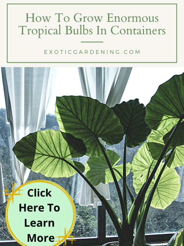 How To Grow Enormous Tropical Bulbs In Containers Story