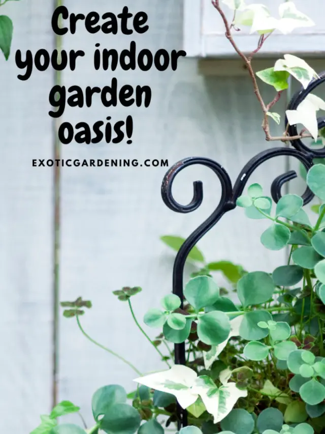 Create Your Indoor Garden Oasis Story
