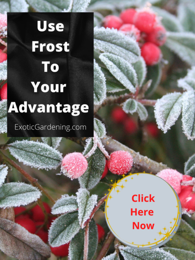 Use Frost To Your Advantage In Your Garden Story