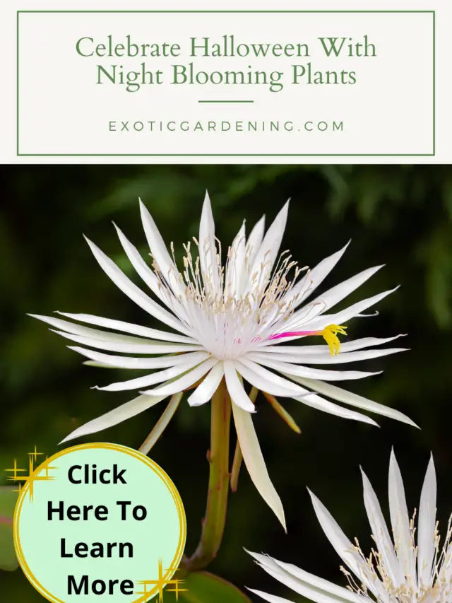 Celebrate Halloween With Night Blooming Plants Story