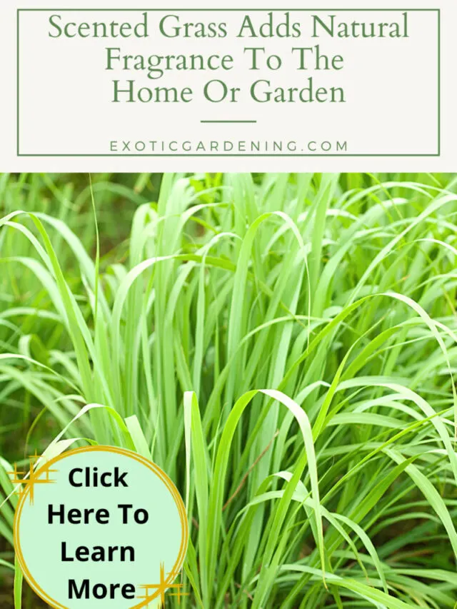 Scented Grass Adds Natural Fragrance To The Home Or Garden Story