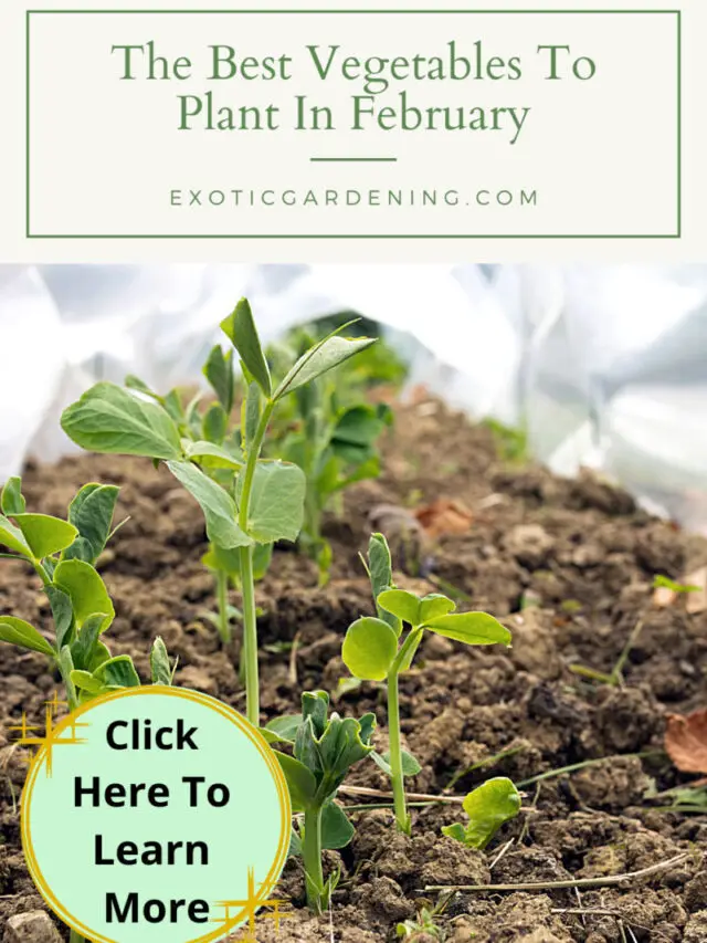 The Best Vegetables To Plant In February Story