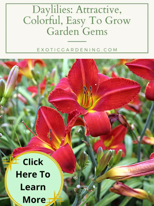 Daylilies: Attractive, Colorful, Easy To Grow Garden Gems Story