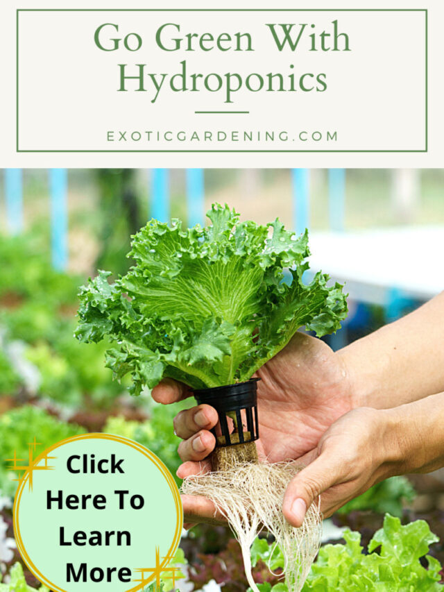 Go Green With Hydroponics Story