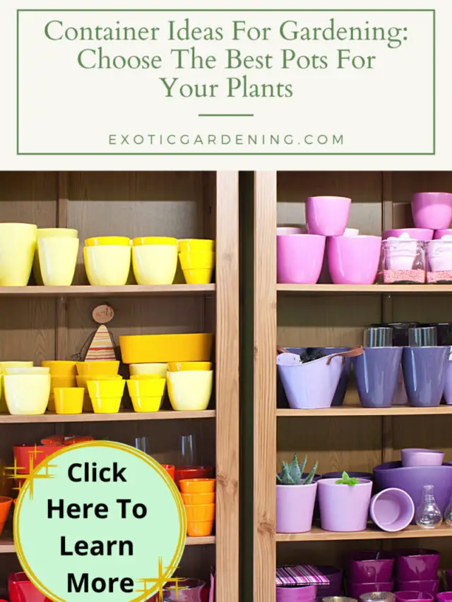 Choose The Best Pots For Your Plants Story