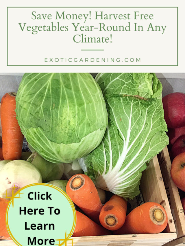Save Money! Harvest Free Vegetables Year-Round In Any Climate Story