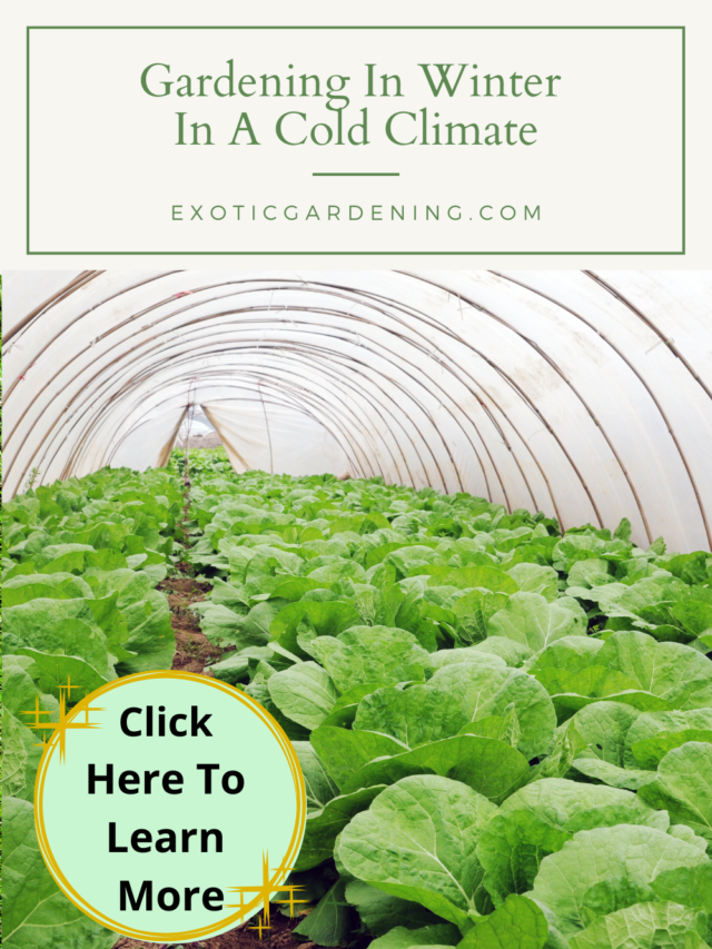 Gardening In Winter In A Cold Climate Story