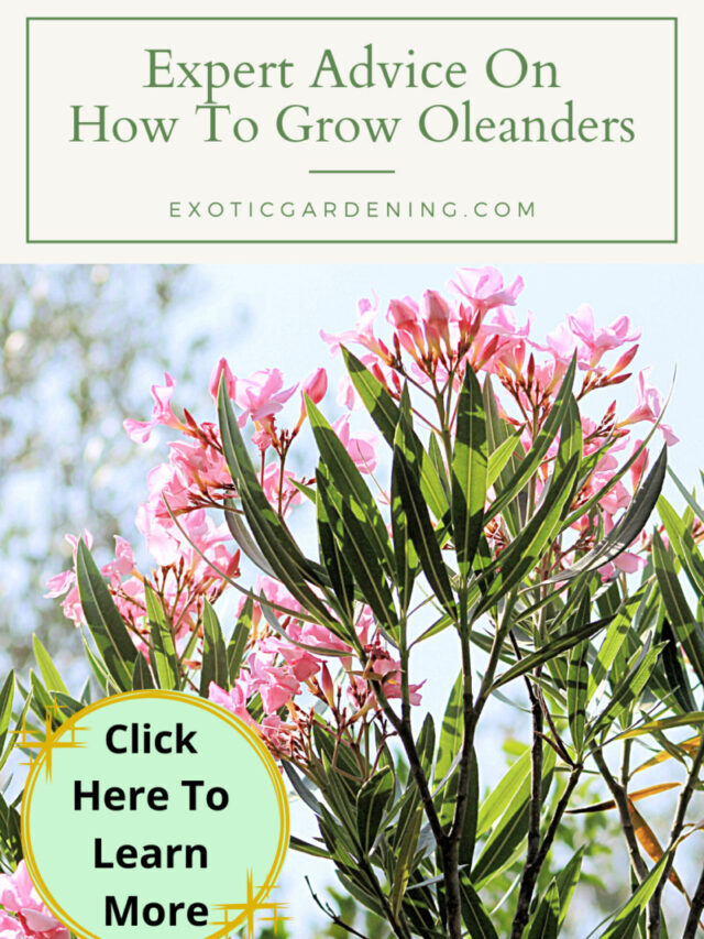 Expert Advice On How To Grow Oleanders Story