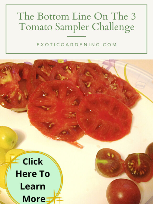 3 Tomato Sampler Challenge Story