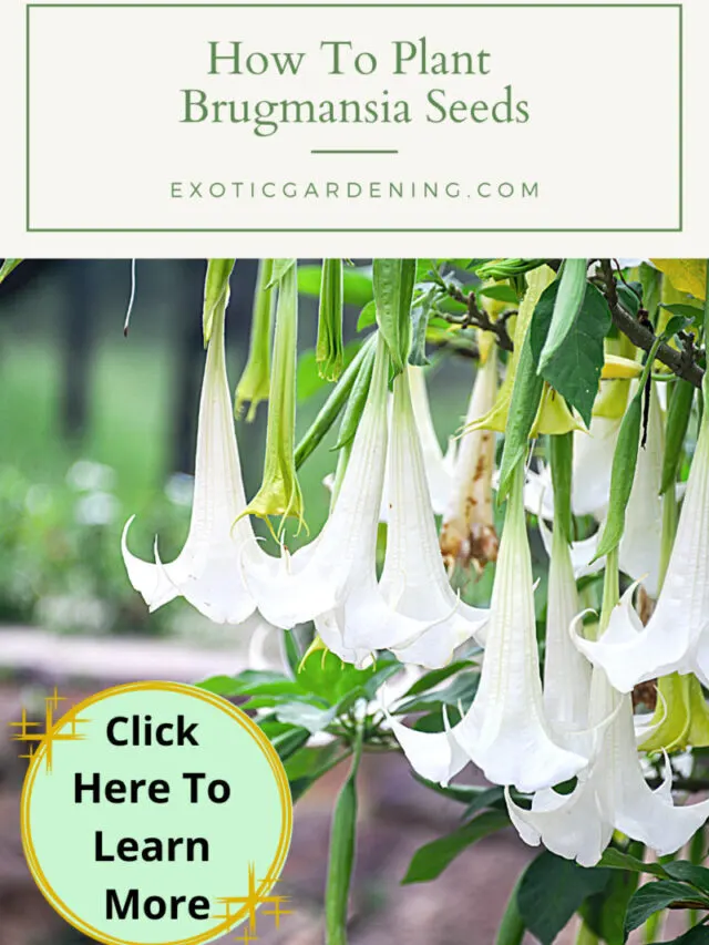 How To Plant Brugmansia Seeds Story