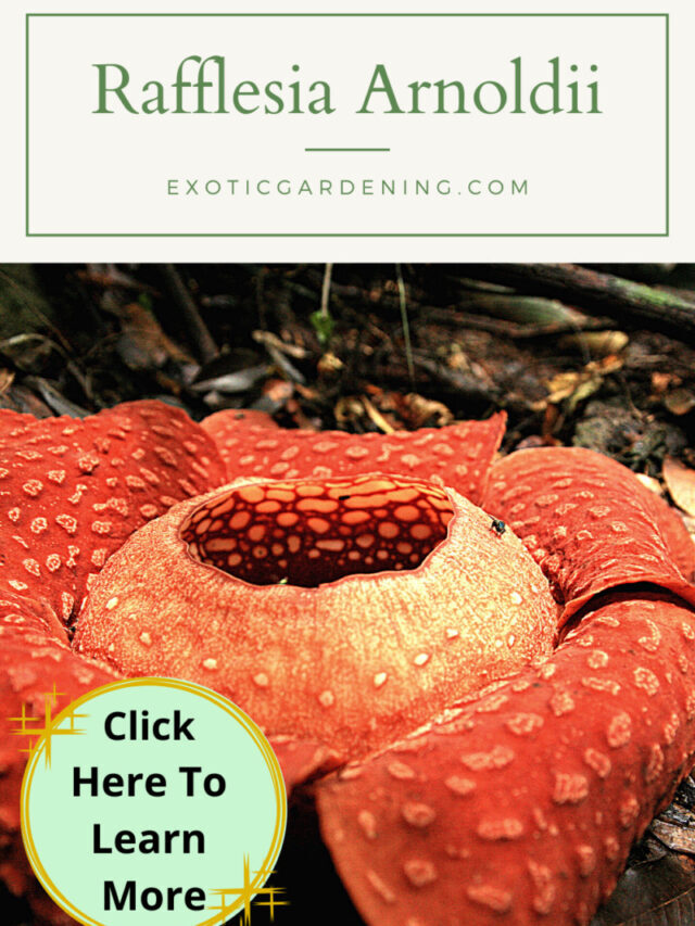 Rafflesia Arnoldii Story