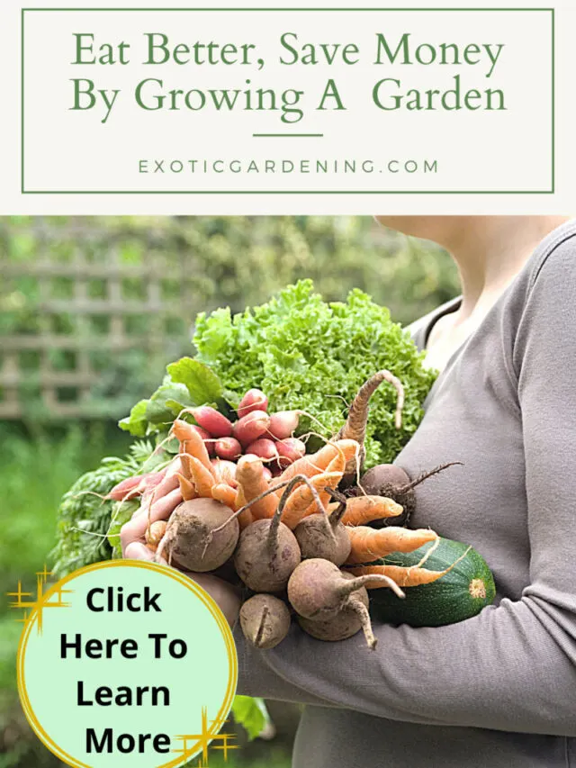 Eat Better Save Money By Growing A Garden Story