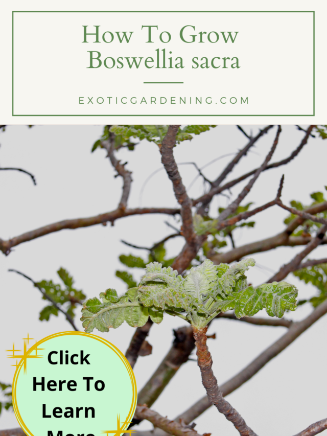 Boswellia sacra Story