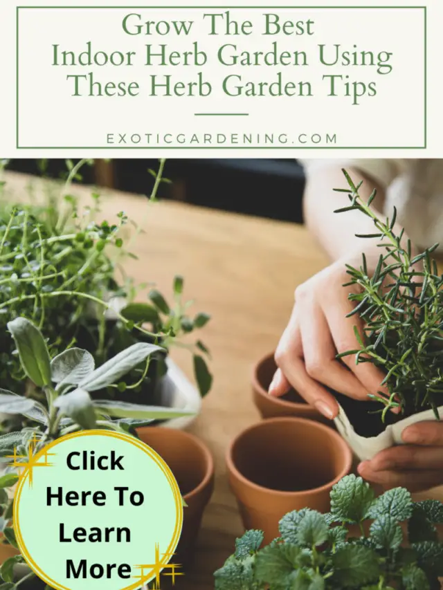 Grow The Best Indoor Herb Garden Story