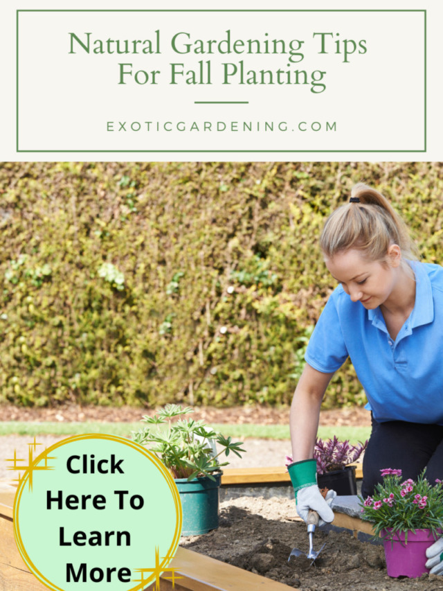 Natural Gardening Tips For Fall Planting Story
