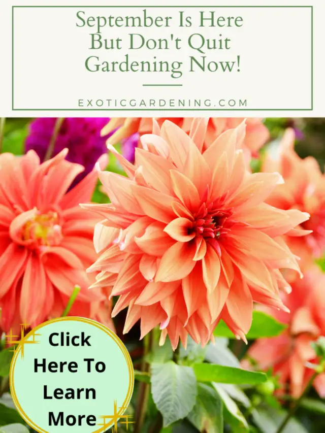 September Is Here But Don’t Quit Gardening Now Story