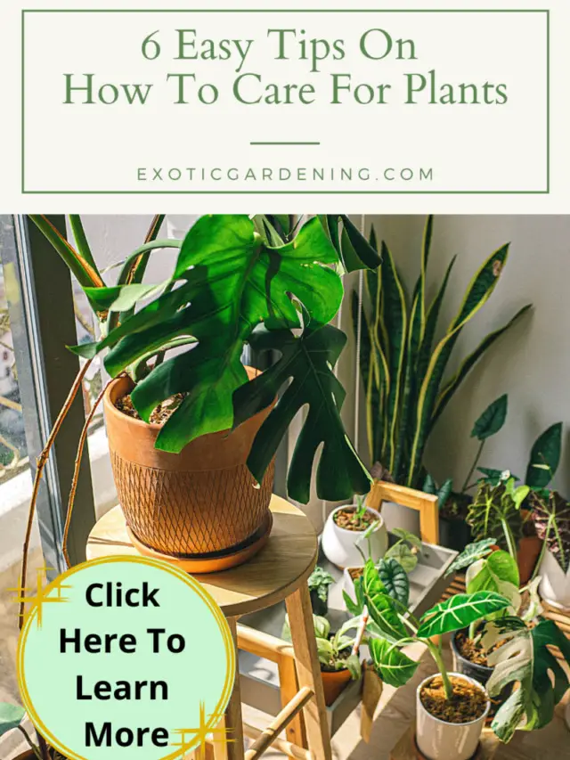 6 Easy Tips On How To Care For Plants Story