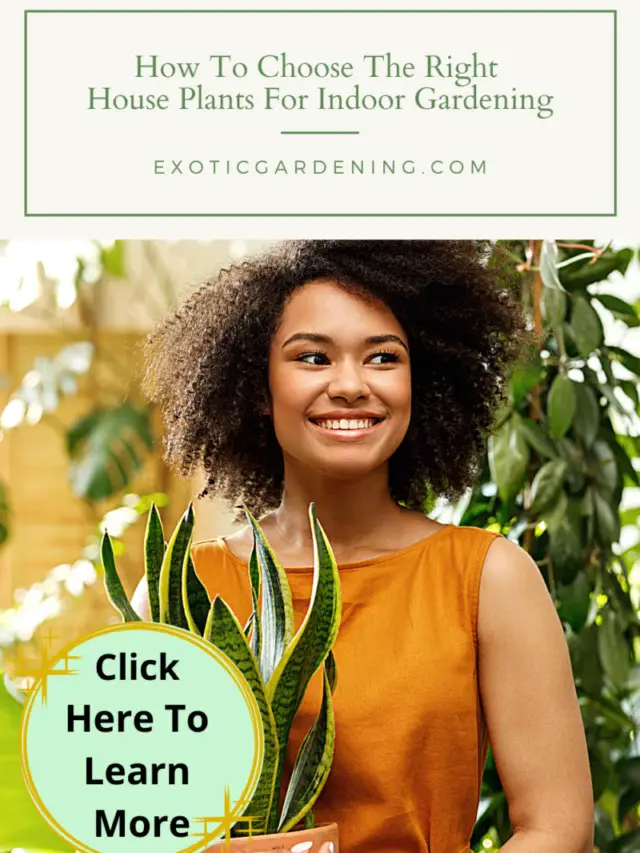 How To Choose The Right House Plants For Indoor Gardening Story