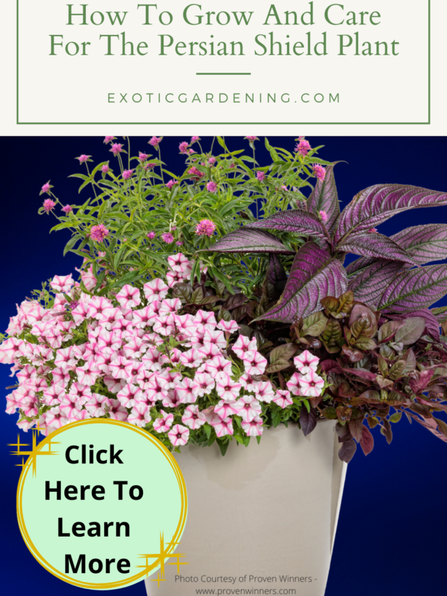 How To Grow And Care For Persian Shield Plant Story