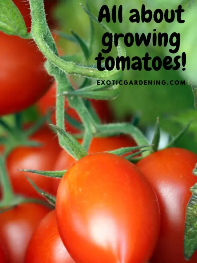 How To Grow Tomatoes Story