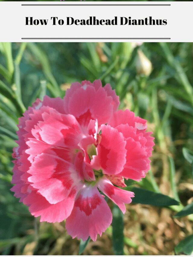 How To Deadhead Dianthus Story
