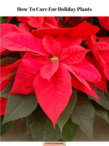 cropped-poinsettiaeglp.png