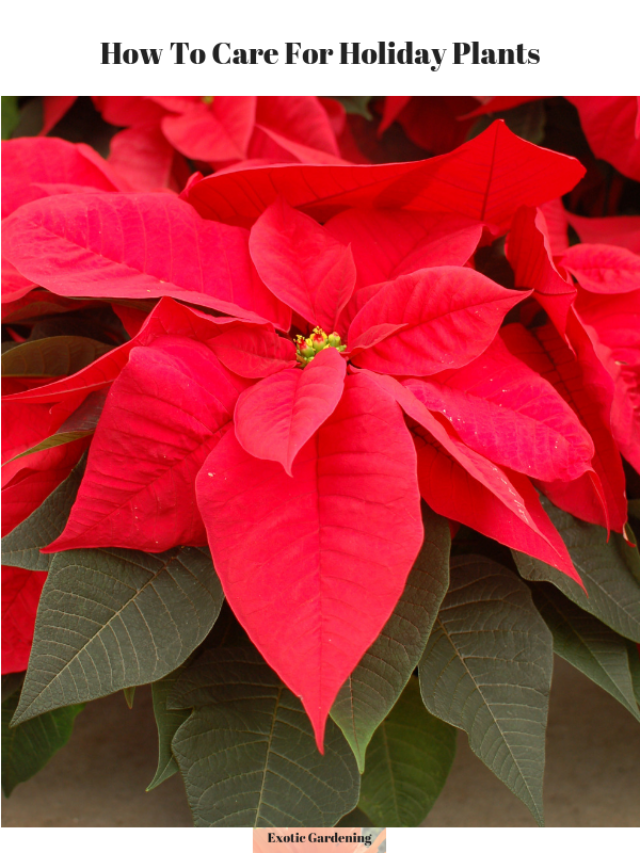 How To Care For Holiday Plants Story