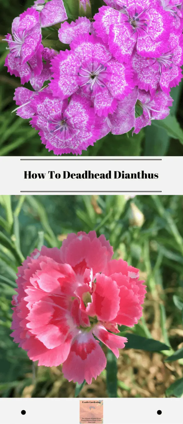 How To Deadhead Dianthus Exotic Gardening
