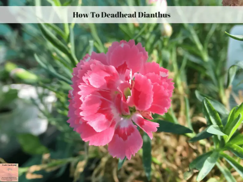 How To Deadhead Dianthus